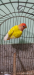 Love Bird Lutino Red Head Opaline